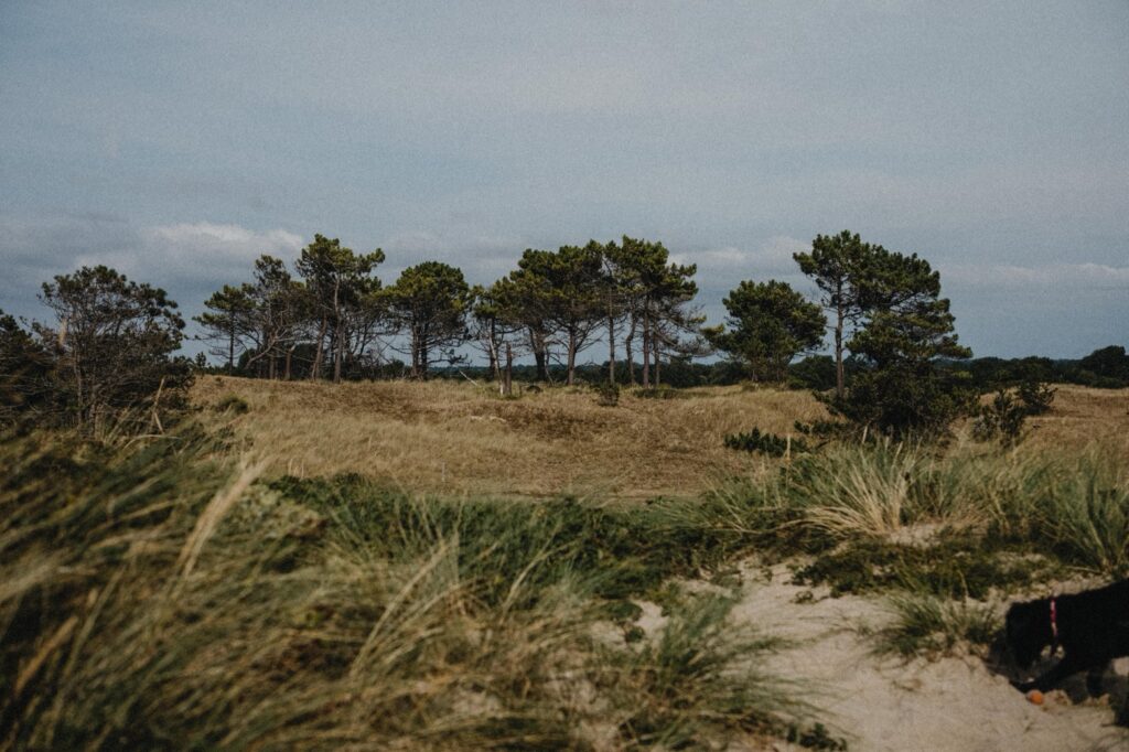 Ein Sandweg mit hohem Gras führt zu einem Pinienhain unter einem bewölkten Himmel. Die von einem Familienfotografen aufgenommene Landschaft wirkt natürlich und unberührt und erinnert an eine friedliche Küstenszene, wie sie auch in den Bildern des Fotostudios Köln zu sehen ist.